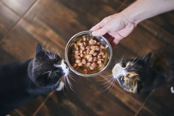 ペットとの家庭生活 一緒にボウルから食べるかわいい猫 — ストック写真