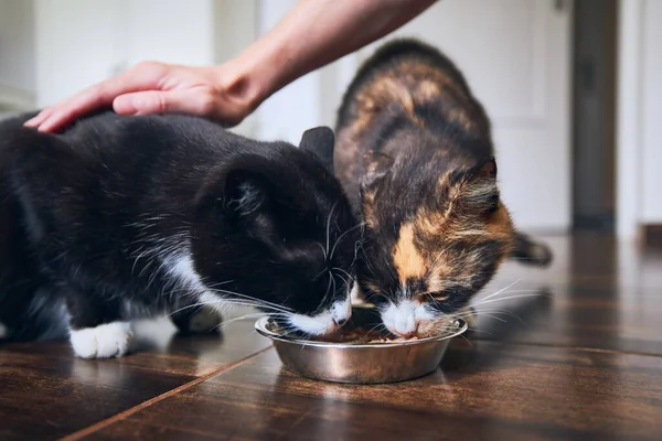 Vida Doméstica Com Animal Estimação Gatos Bonitos Comendo Tigela Juntos — Fotografia de Stock