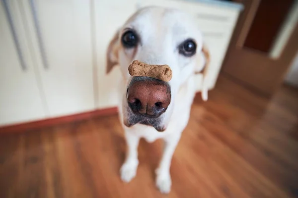 Αστεία Λαμπραντόρ Retriever Εξισορρόπηση Μπισκότο Σκύλου Σχήμα Οστού Στο Ρύγχος — Φωτογραφία Αρχείου