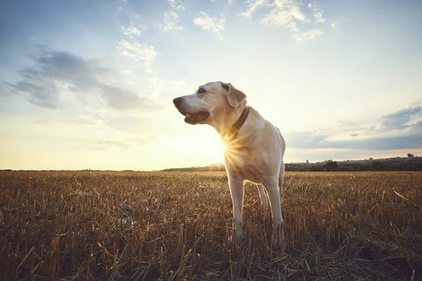 日没時に古い犬 ラブラドール レトリバーが現場を歩く — ストック写真