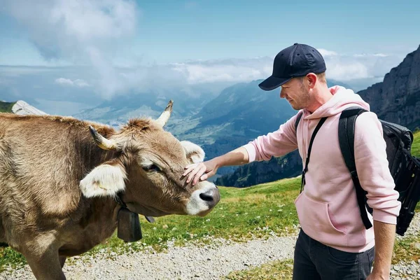 若い男は山道でスイスの牛を撫でていた ピラトゥス山 ルツェルン スイス — ストック写真