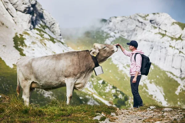 若い男は山道でスイスの牛を撫でていた ピラトゥス山 ルツェルン スイス — ストック写真