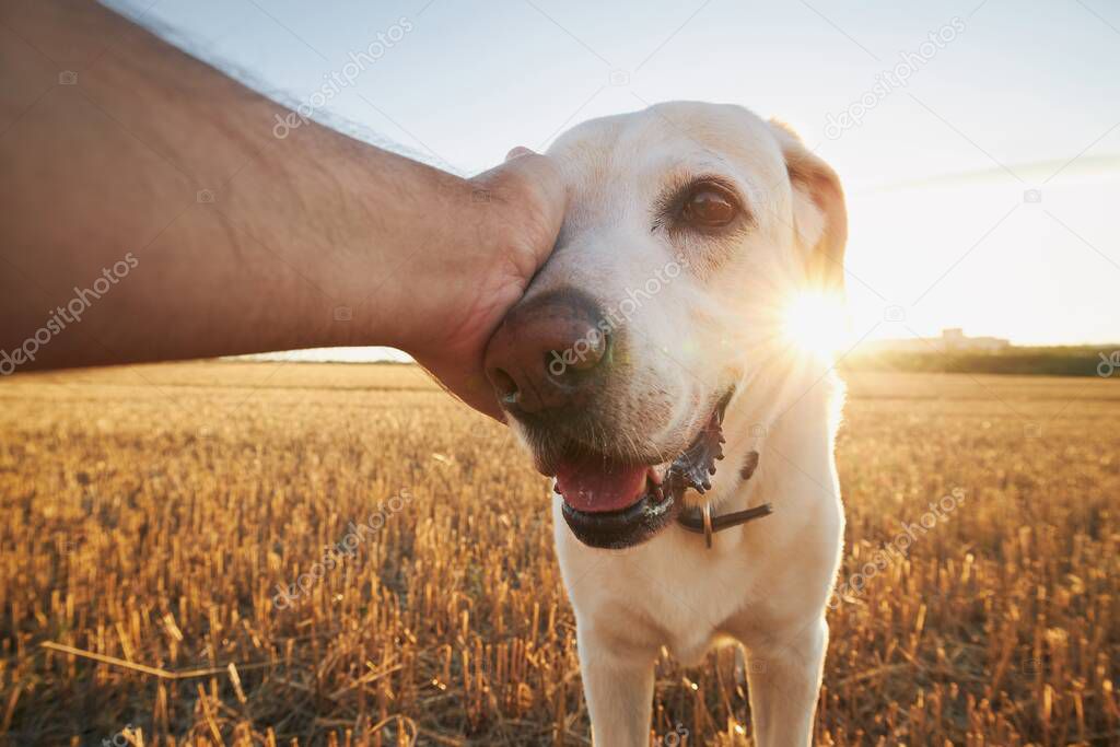 Hand of man stroking dog. Pet owner with his labrador retriever on field at sunset.