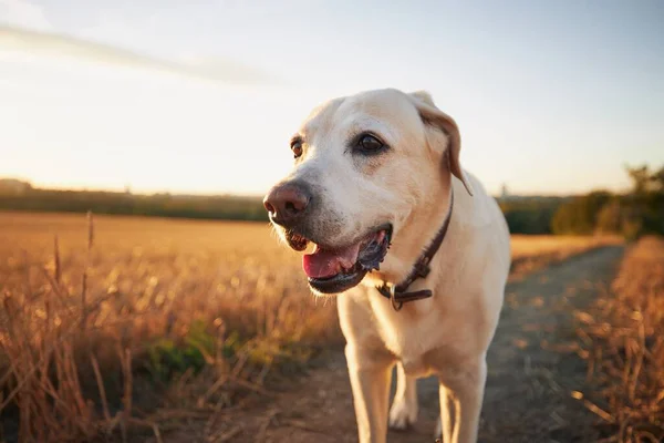 Stary Pies Zachodzie Słońca Labrador Retriever Chodzący Chodnikiem — Zdjęcie stockowe