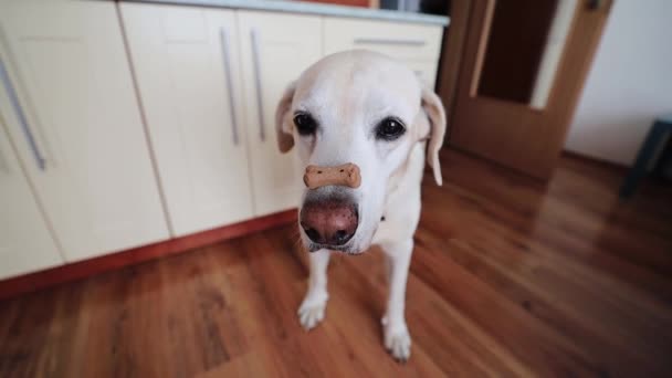 面白いですラブラドール取得バランス犬ビスケットと骨の形で彼の鼻 — ストック動画