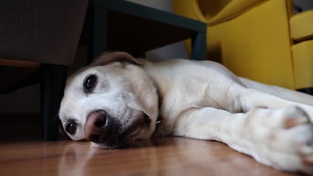 Pet Owner Stroking His Dog Old Labrador Retriever Lying Floor — Stock Video