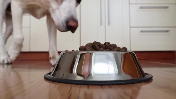 Τάισμα Του Πεινασμένου Σκύλου Λαμπραντόρ Retriever Τρώει Κόκκο Από Μεταλλικό — Αρχείο Βίντεο