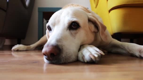 Stary Pies Czeka Domu Znudzony Retriver Labrador Leżący Podłodze Patrzący — Wideo stockowe
