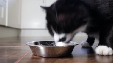 Kara kedi evde yemek yiyor. Metal kaseden beslenmeye yakın çekim.  