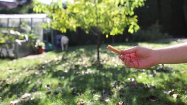 Hayvan sahibi köpeğini ödüllendiriyor. Labrador Retriever 'ın ödül için yavaş çekimde çalışması.