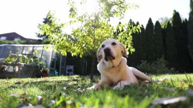 Köpek ev bahçesinde dinleniyor. Yaşlı Labrador Retriever çimenlerde yatıyor..