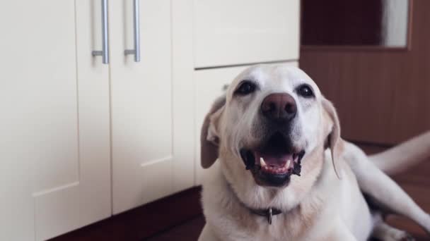 Viejo Feliz Labrador Recuperador Descansando Casa Mano Del Dueño Mascota — Vídeo de stock
