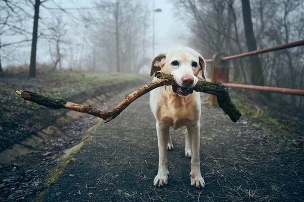 Hond Trottoir Openbaar Park Mist Speelse Labrador Retriever Vasthouden Stok — Stockfoto