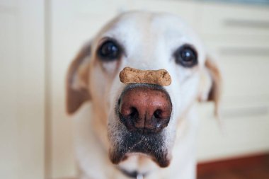Close-up view of funny dog. Labrador retriever balancing biscuit with bone shape on his snout. clipart
