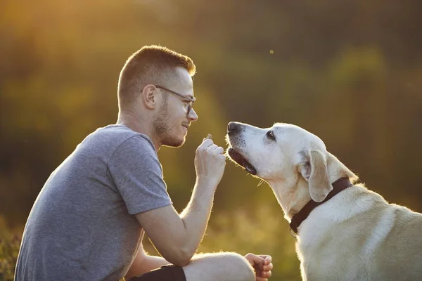 日落时带着狗在草地上的人 宠物主人为他可爱的拉布拉多猎犬拿饼干 — 图库照片