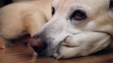 Yaşlı köpek evde bekliyor. Yorgun labrador toplayıcı yerde uyuyor..