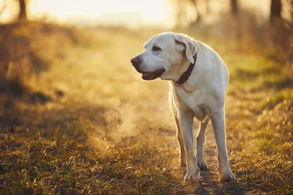 Öreg Kutya Hideg Őszi Reggelen Labrador Retriever Séta Gyalogúton — Stock Fotó