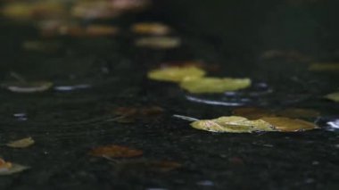 Yağmur sırasında su birikintisinin yakın görüntüsü. Yağmur damlalarının ortasında süzülen sonbahar yaprakları.