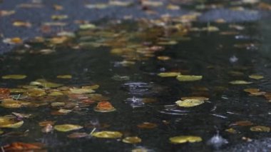Yağmur sırasında su birikintisi. Yağmur damlalarının ortasında süzülen sonbahar yaprakları.