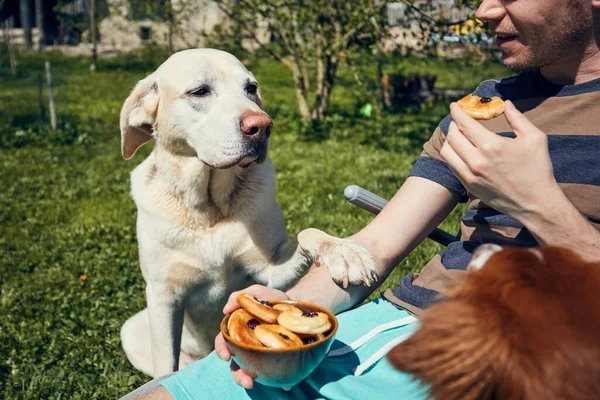 Perro Mendigando Para Comer Labrador Retriever Observando Dueño Durante Comida —  Fotos de Stock