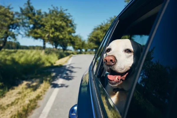 Happy Dog Travel Car Labrador Retriever Looking Window Road — Stock Photo, Image