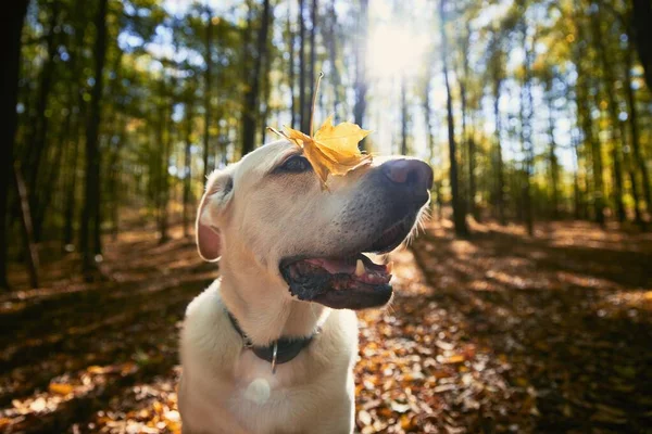 Szczęśliwy Pies Jesiennym Lesie Stary Labrador Retriever Dowcip Żółty Liść — Zdjęcie stockowe