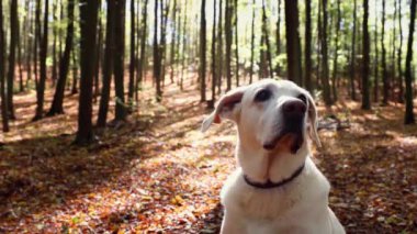 Sonbahar ormanındaki köpek. Labrador Retriever tuhaf bir şekilde etrafa bakıyor..