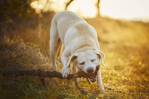 Juguetón Perro Labrador Retriever Está Mordiendo Palo Hierba Durante Paseo — Foto de Stock