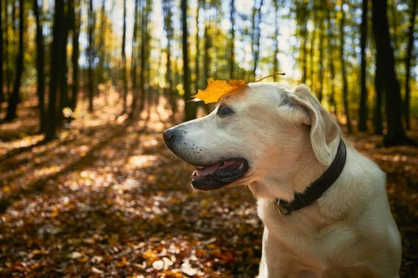 Cão Feliz Floresta Outono Velho Labrador Retriever Sagacidade Folha Amarela — Fotografia de Stock