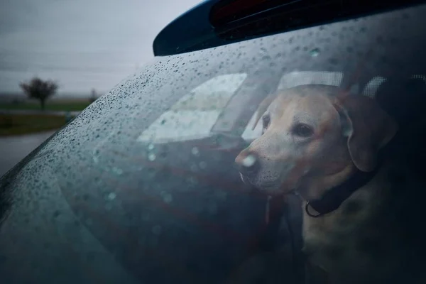 Patience Dog Waiting Car Heavy Rain Sad Labrador Retriever Looking — Stock Photo, Image