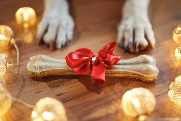 Holiday celebration at home. Bone with red ribbon as Christmas gift for dog.