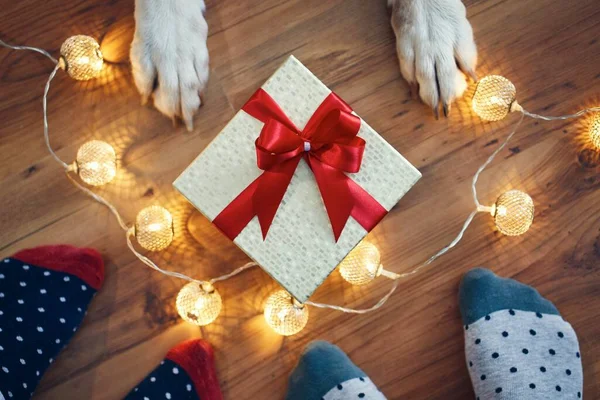 Festeggiamenti Natalizi Casa Famiglia Con Cane Intorno Regalo Natale — Foto Stock