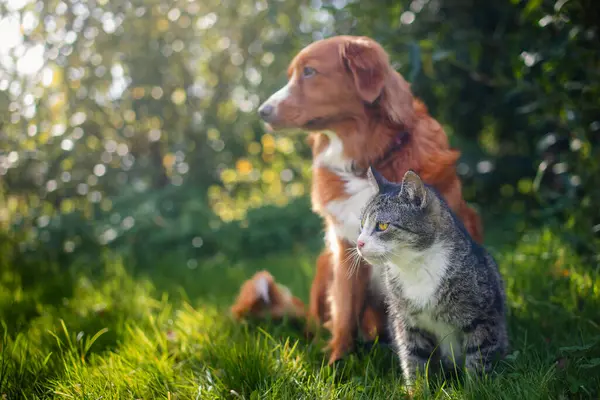 Cat and dog sitting together in grass on sunny summer day. Freindship between tabby domestic cat and Nova Scotia Duck Tolling Retriever