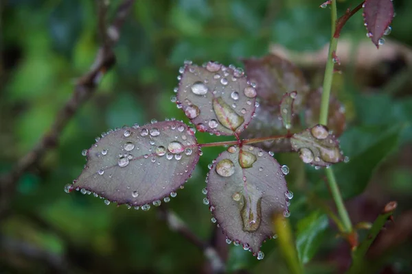 water drops on rose leaf