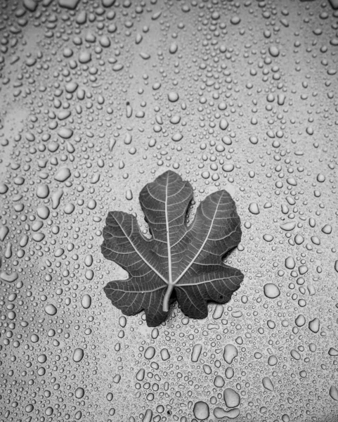 Su damlaları üzerinde incir yaprağı