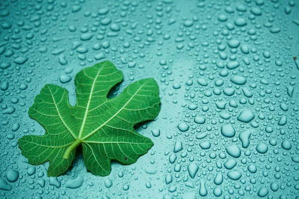 Su damlaları üzerinde incir yaprağı