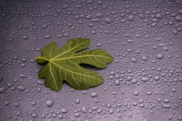 Su damlaları üzerinde incir yaprağı