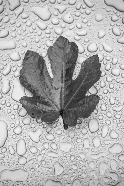 Hoja Higo Sobre Fondo Gotas Agua — Foto de Stock