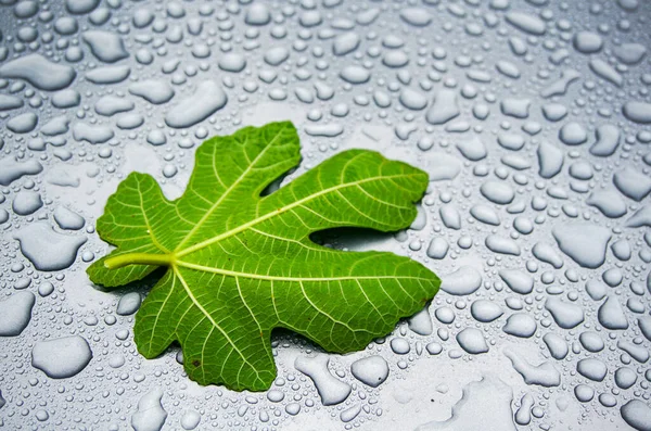 Su damlaları üzerinde incir yaprağı