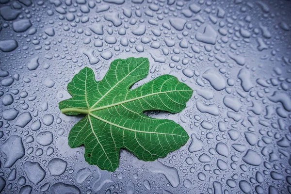 Hoja Higo Sobre Fondo Gotas Agua — Foto de Stock