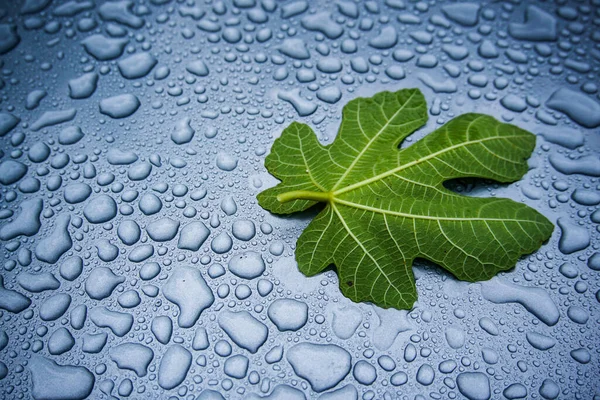 Su damlaları üzerinde incir yaprağı