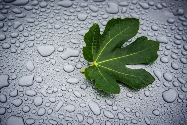 Su damlaları üzerinde incir yaprağı