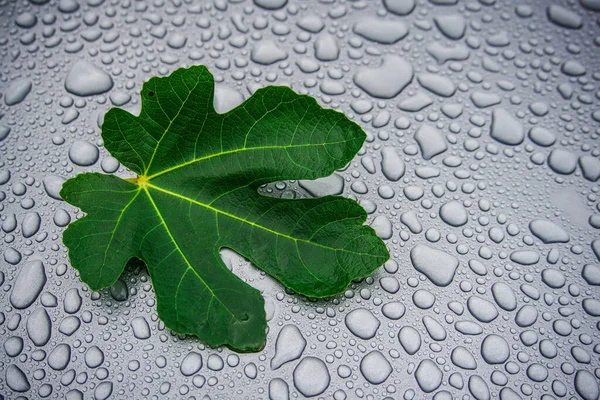 Hoja Higo Sobre Fondo Gotas Agua — Foto de Stock