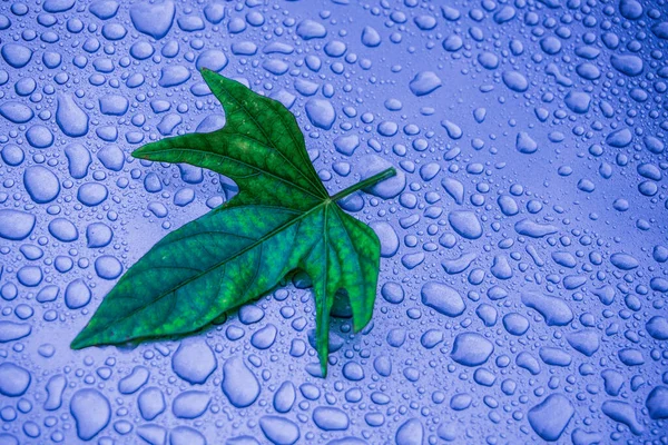 Fig Leaf Water Drops Background — Stock Photo, Image