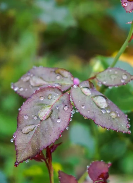 water drops on rose leaf