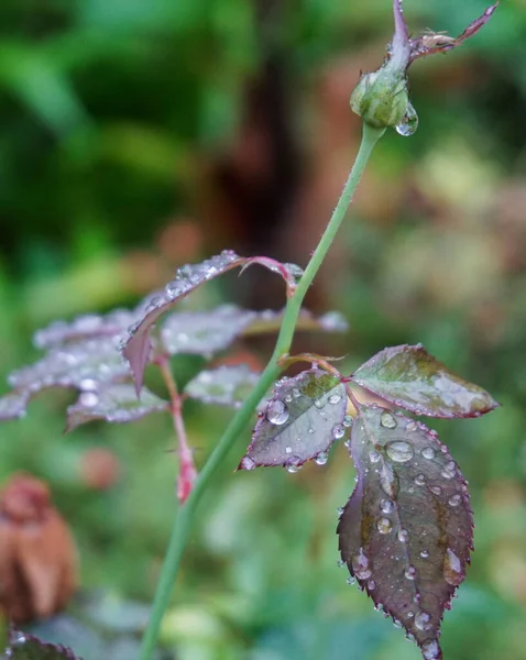 Gül yaprağına su damlaları 