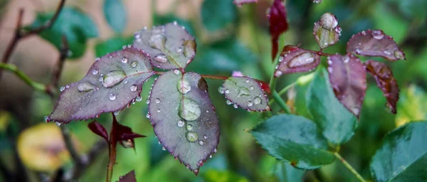 Gül yaprağına su damlaları 