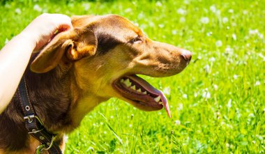Yürüyüşe çıkmış bir kız kahverengi bir köpeği oynar ve okşar.