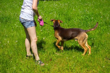 Yürüyüşe çıkmış bir kız kahverengi bir köpeği oynar ve okşar.