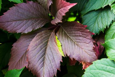 Yeşil arka planda kırmızı sonbahar yaprakları.